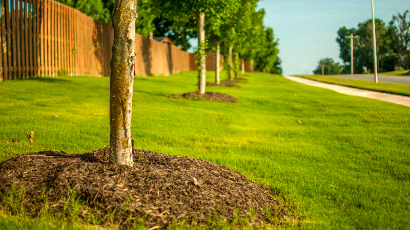 Tree Health in Burlington, Ontario