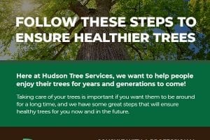 Follow These Steps to Ensure Healthier Trees [infographic]