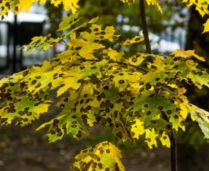 Three Common Tree Diseases