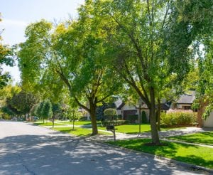 Tree Care: DIY or Hire an Arborist