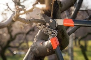Popular Pruning Methods