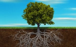 Benefits of Deep Root Fertilizing