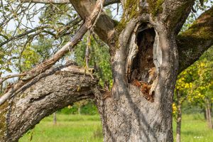 When is Tree Removal Necessary?