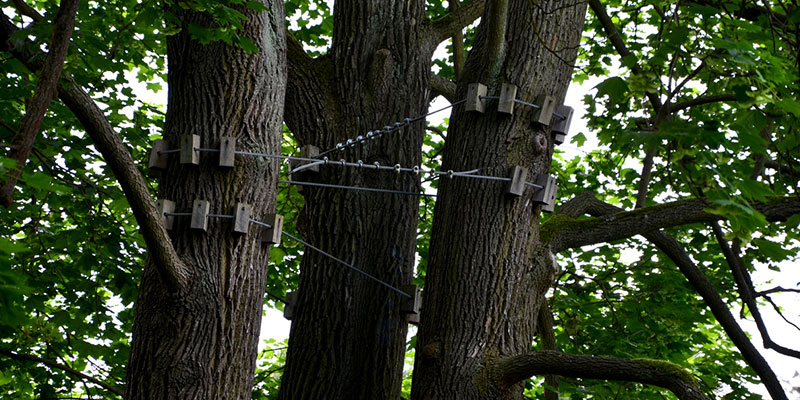 What You Need to Know About Tree Cabling and Bracing