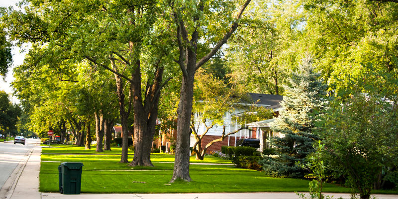 Tree Risk Assessment