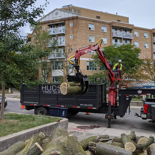 Hudson Tree Services