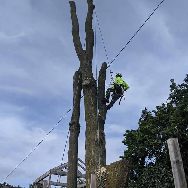 Tree Cutting Services