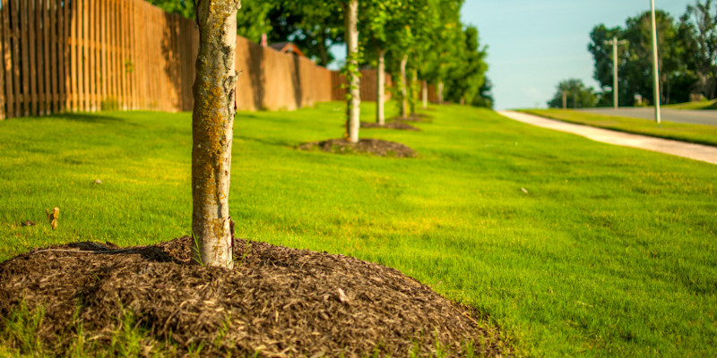 Tree Health