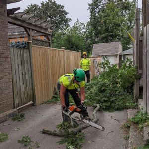 Tree Services in Ancaster, Ontario