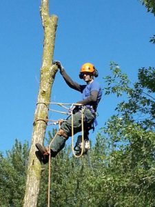 Certified Arborist in Ancaster, Ontario