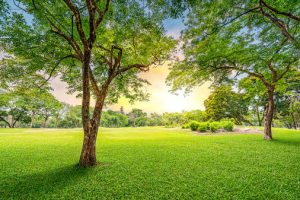 Tree Care Tips in Mississauga, Ontario