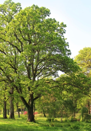 Tree Restoration in Ancaster, Ontario