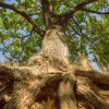 Storm Damage Tree Care