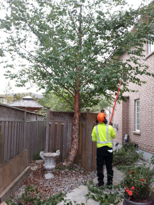 Local Tree Services in Milton, Ontario