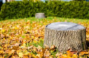 Stump Grinding Done Right: Our Steps for Tree Stump Removal