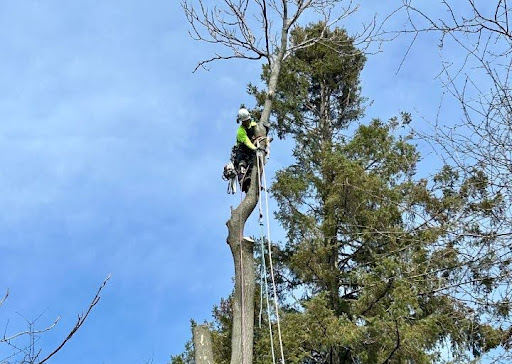 unnamed-(23) Tree Removal Permit Burlington